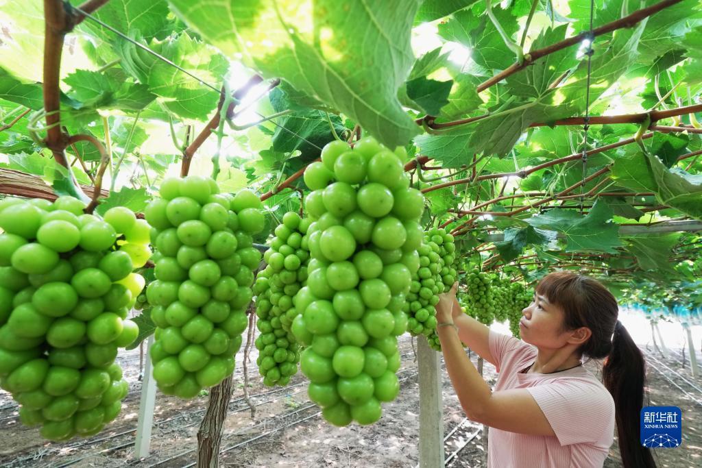 百人老虎机